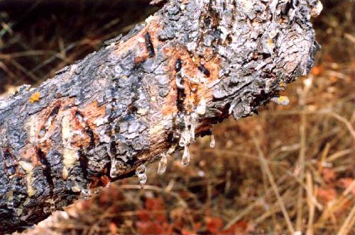 PIRAEUS Photo of Mastic Tree Tears CLICK TO ENLARGE